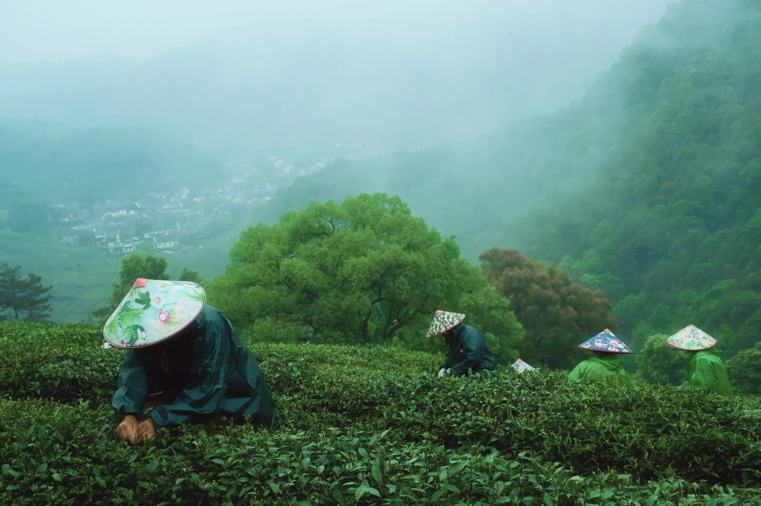 Tea pickers in conical hats harvesting for premium Chinese tea from ancient trees