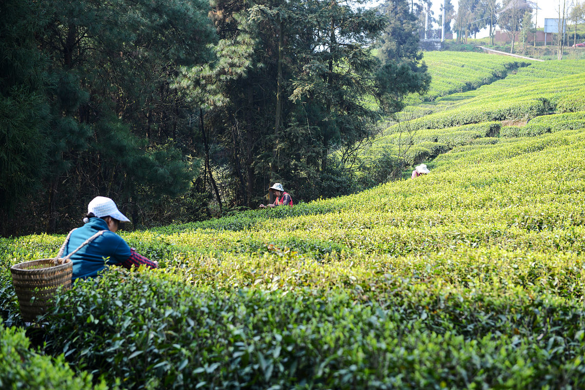Oolong Tea