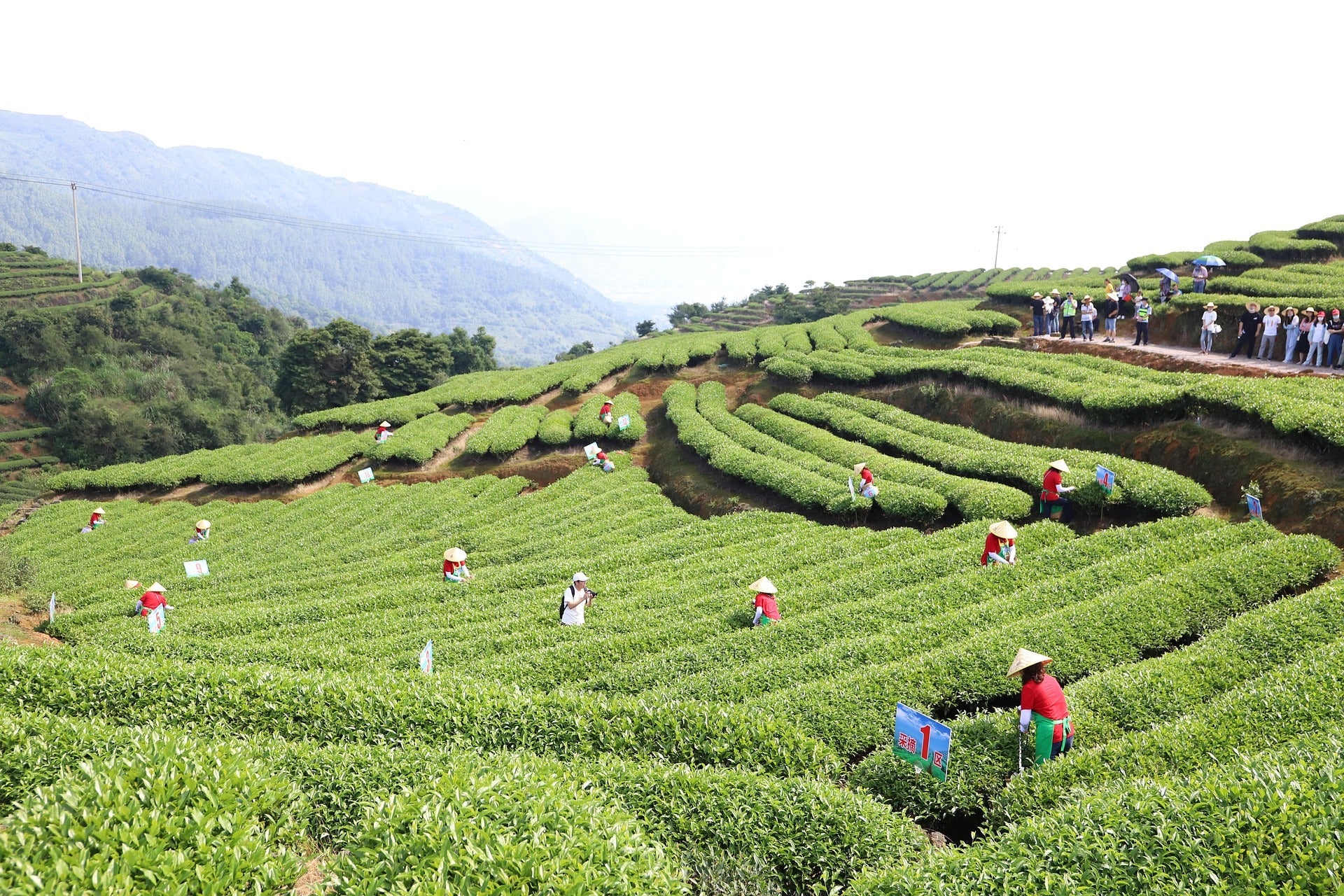 White Tea