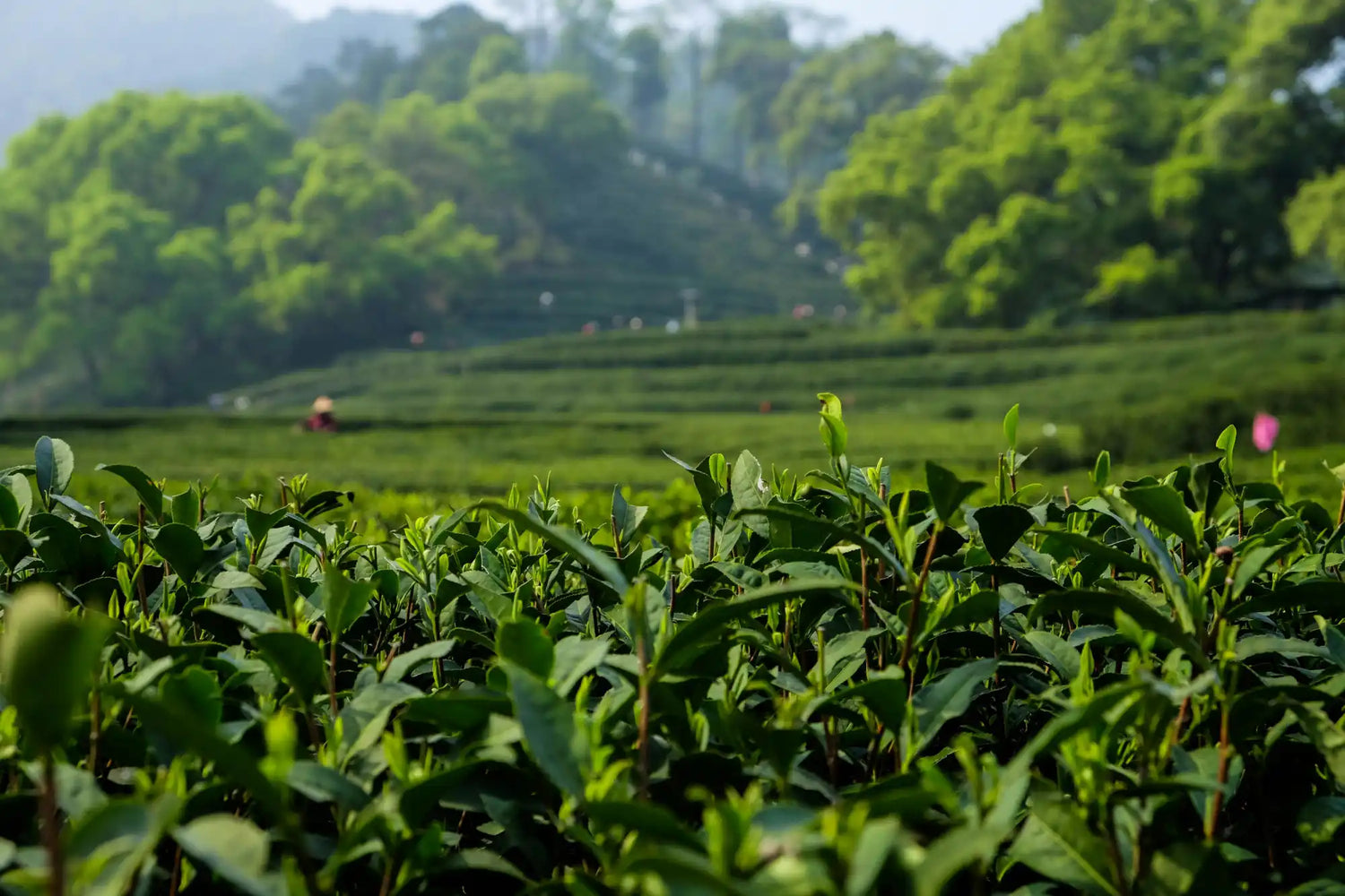Lush green tea plants.