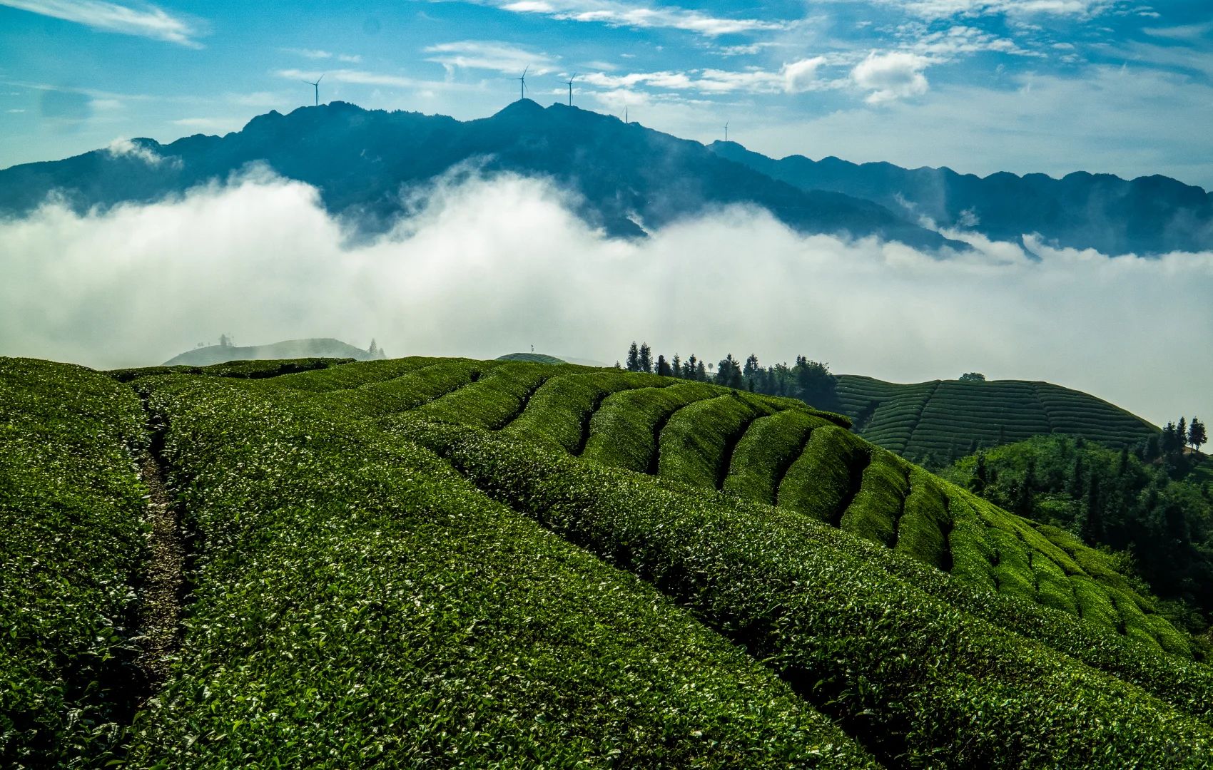 7 Science-Backed Health Benefits of Drinking Chinese Tea Daily