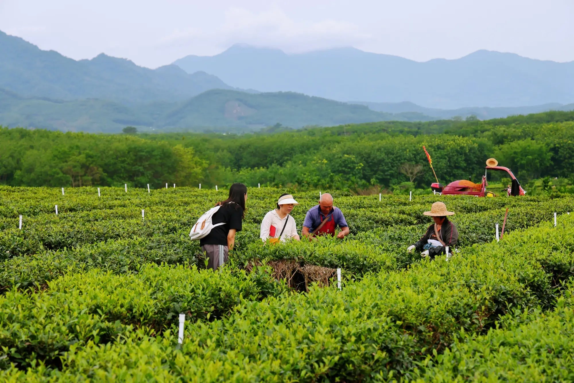 2025 Spring Tea