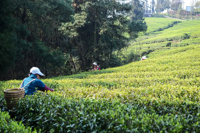 Oolong tea starter path with gaiwan