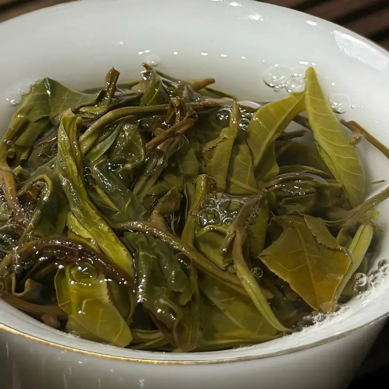 Infused green tea leaves from Bingdao Lao Zhai Raw Pu-erh 2024 for authentic tea flavor