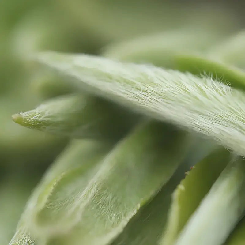 Soft fuzzy green leaves of Imperial Baihao Yinzhen White Tea 2025 premium white tea