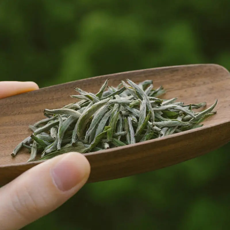 Loose green tea leaves in a wooden scoop for Imperial Baihao Yinzhen White Silver Needle Tea