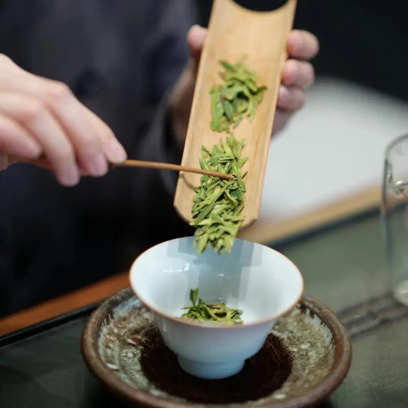 Tea leaves being poured into a teacup of Old Tree Longjing – 2025 Early Spring Harvest with Xitou Mountain ancient tea trees for authentic Longjing green tea flavor