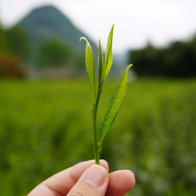 Fresh green tea sprig of Taiping Houkui orchid aroma green tea with mountain freshness spring harvest