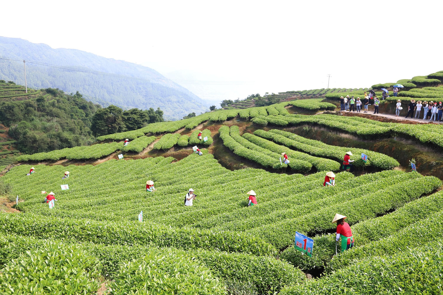Tealibere