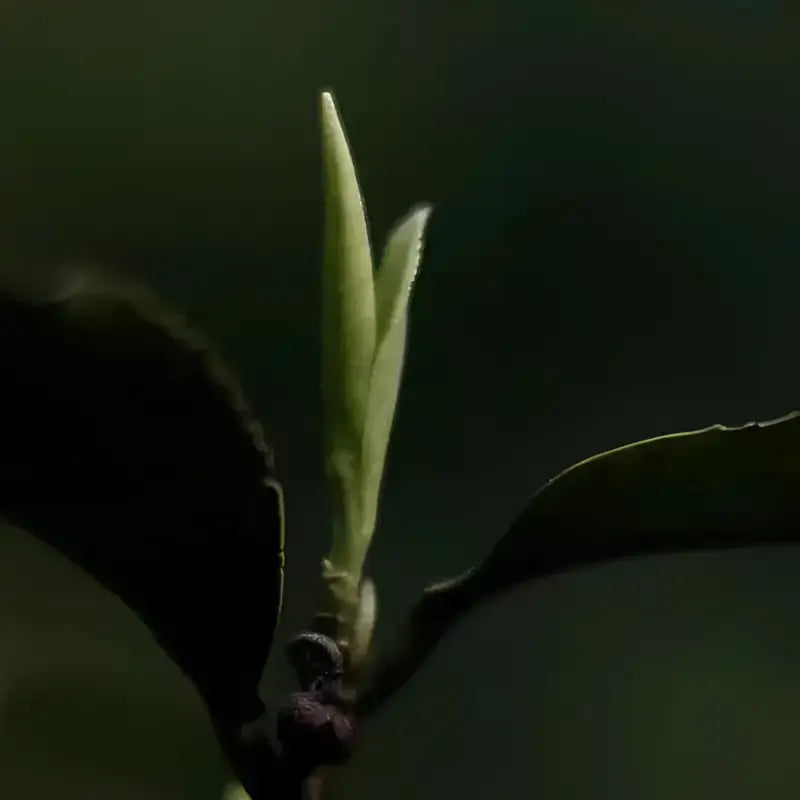 Tender green tea bud from Tongmu Jin Jun Mei 2025 Golden Eyebrow Black Tea